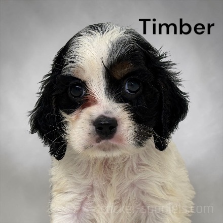 puppy, for, sale, Cocker Spaniel, Joe & Cherri  Overlease, dog, breeder, Miller, MO, dog-breeder, puppy-for-sale, forsale, nearby, find, puppyfind, locator, puppylocator, aca